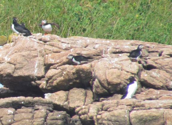 Os pequenos Puffins, em ilha no Acadia National Park, no Maine, nos Estados Unidos